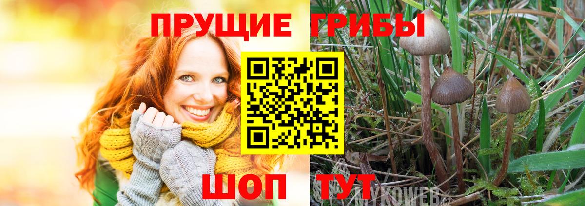 Галлюциногенные грибы Magic Shrooms  где купить   Вход с VPN  Медногорск  Псилоцибиновые грибы прущие грибы 